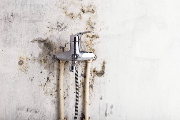 Best Professional Mold Removal  in Bothell, WA
