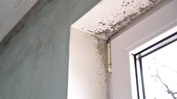 Best Attic Mold Removal  in Bothell, WA