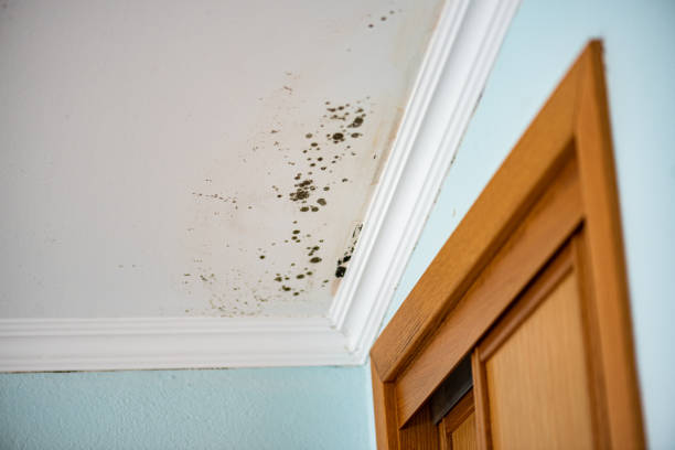 Best Home Mold Removal  in Bothell, WA