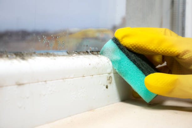 Professional Mold Removal in Bothell, WA