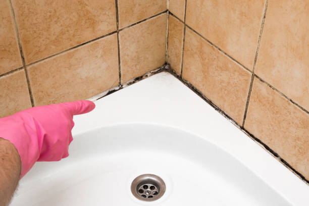 Attic Mold Removal in Bothell, WA